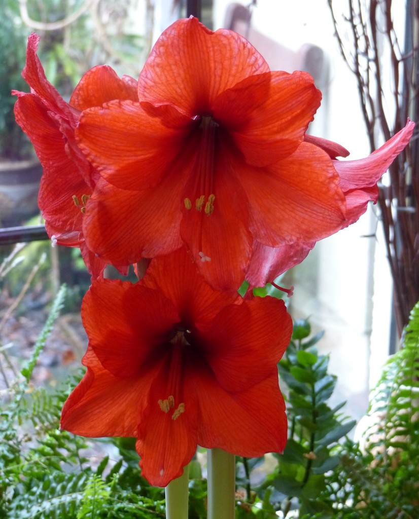 Two Tiered Amaryllis  by susiemc