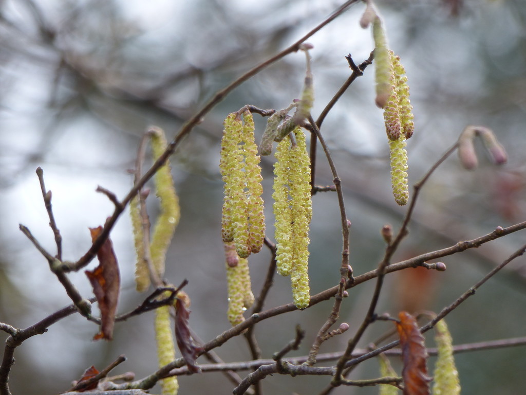 The First Catkins  by susiemc