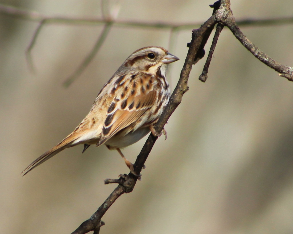 Singing on the Grapevine by cjwhite