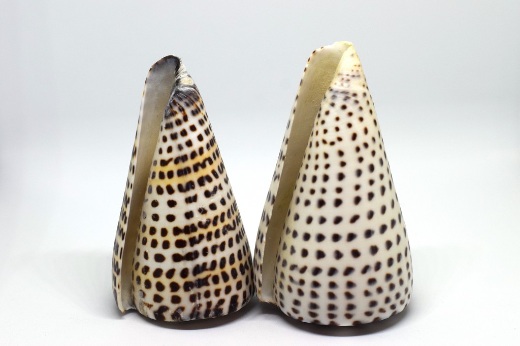 shells by christophercox