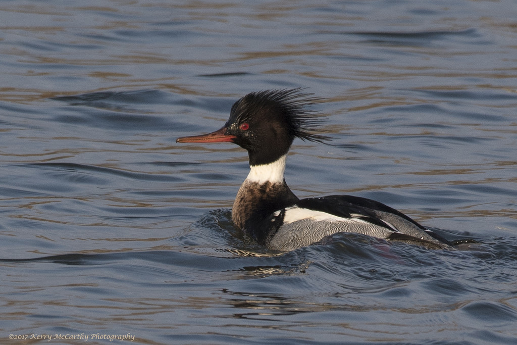 Red-breasted merganser by mccarth1