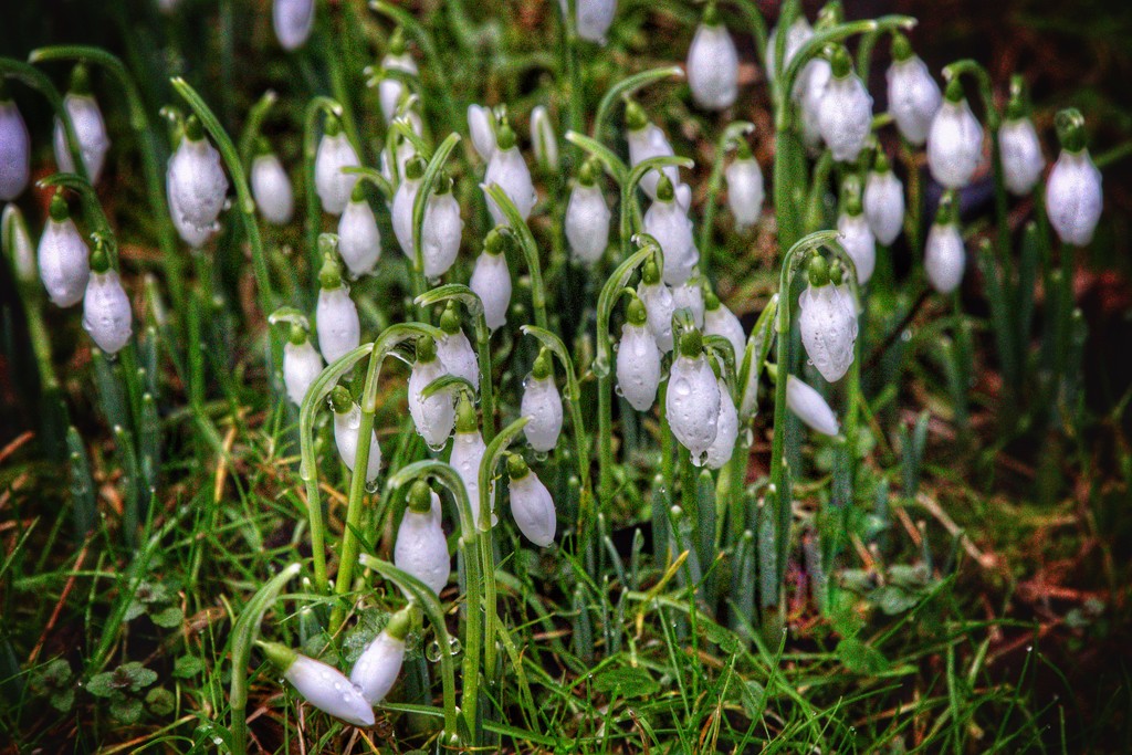 First Snowdrops by megpicatilly