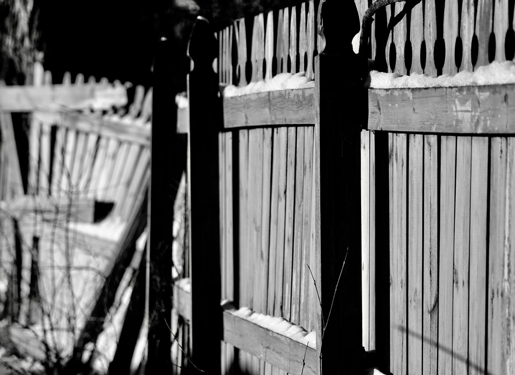 the fence by amyk
