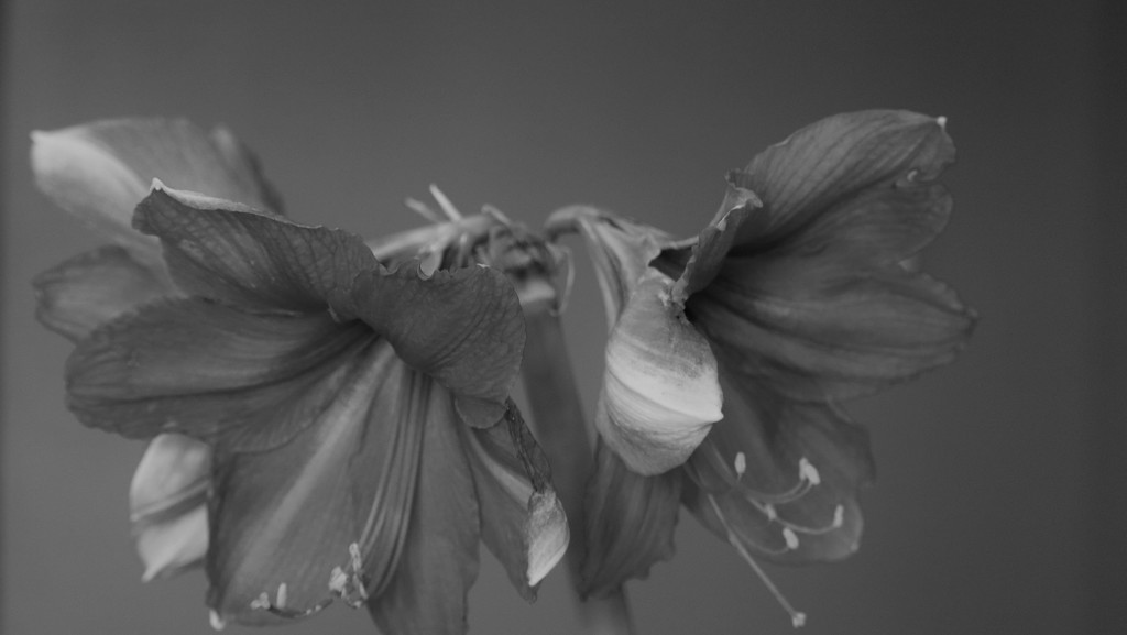 Amaryllis by daisymiller