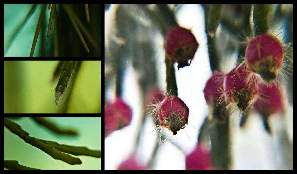 Rhipsalis close-ups by annied