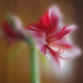 Magic Flower by houser934