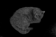 31st Jan 2017 - Negative Cat