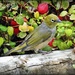 Silvereye by yorkshirekiwi