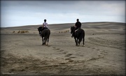 2nd Feb 2017 - Horses in the Dunes