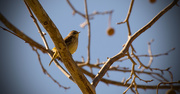 1st Feb 2017 - Yellow Bird in the Bare Tree!