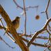 Yellow Bird in the Bare Tree! by rickster549