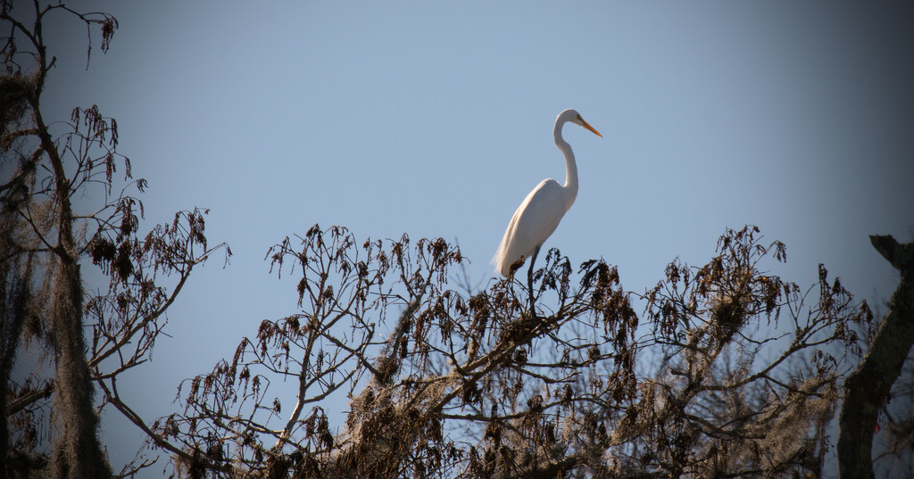 Egret, Up High! by rickster549
