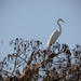 Egret, Up High! by rickster549