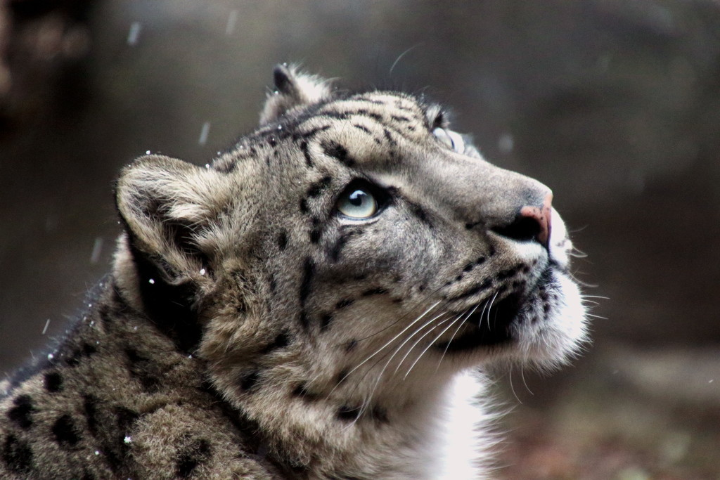 Snow Leopard Watching The Snow Start To Fall by randy23