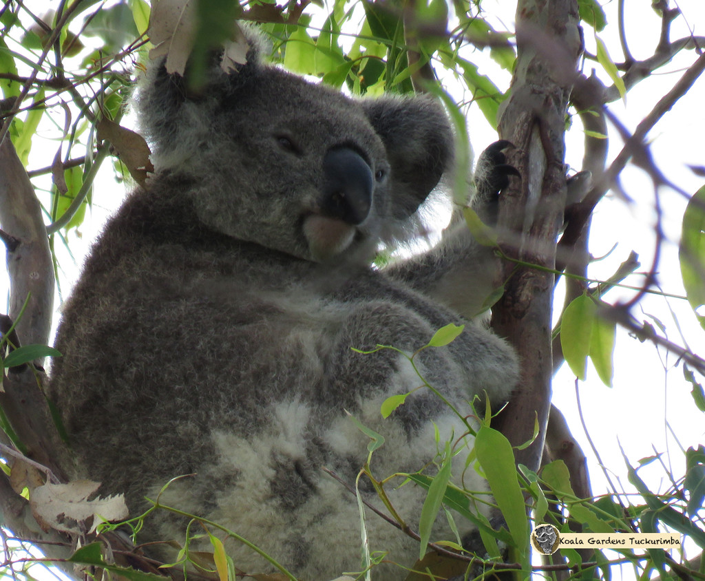 framed by koalagardens