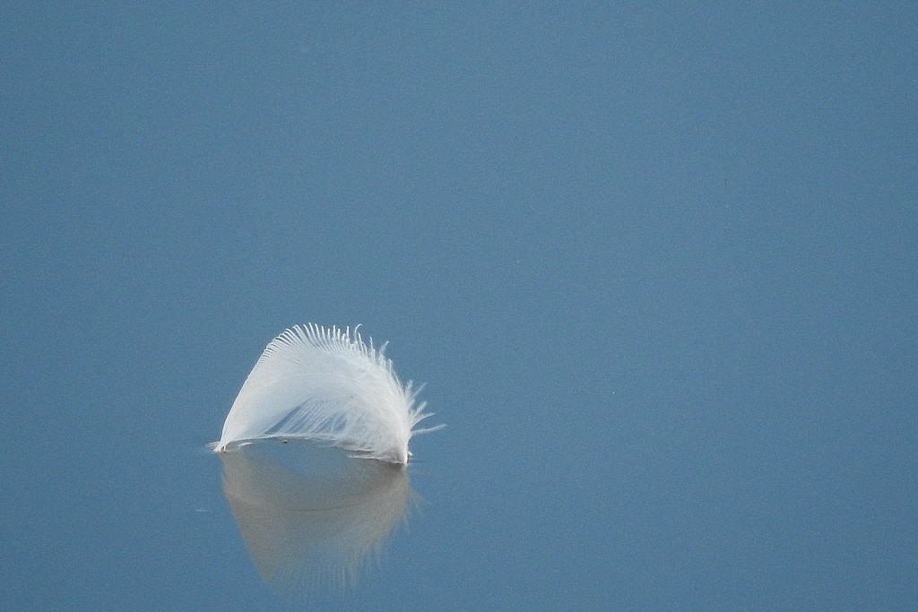 Feather on a lake by homeschoolmom