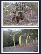 27th Jan 2017 - Cones and Catkins