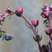 Succulent Flowers_DSC1858 by merrelyn