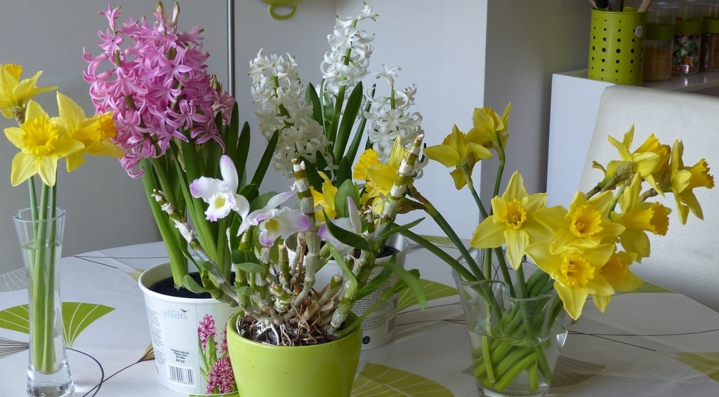 Kitchen Window Sill Flowers by foxes37