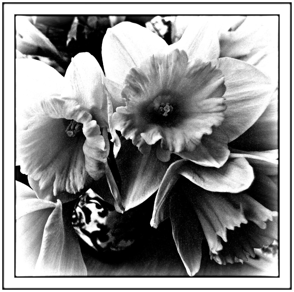Daffodils -  in Black/White  by beryl