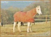 2nd Feb 2017 - Horses in Blankets