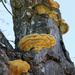 Fungi by ingrid01