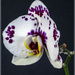 Orchid by pcoulson