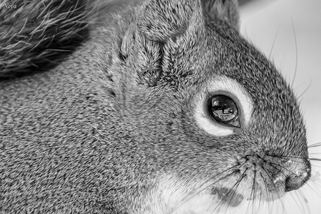 Squirrel selfie  by novab