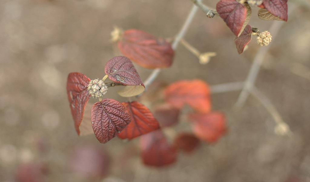 Winter Red 6 by loweygrace