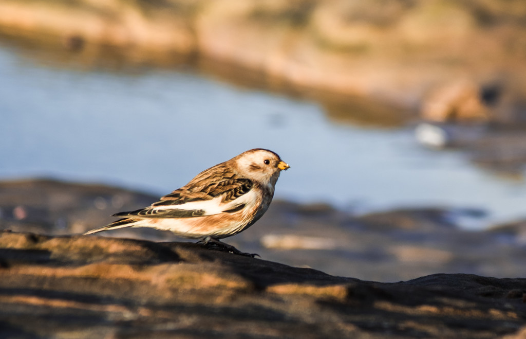 Snow bunting by inthecloud5