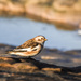 Snow bunting by inthecloud5