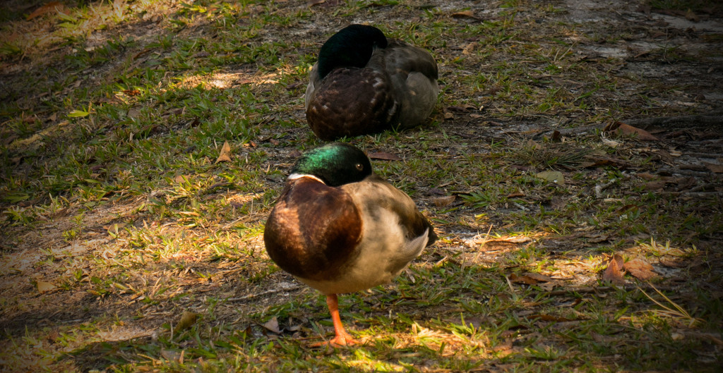 My Today's Theme, One Legged Birds! by rickster549