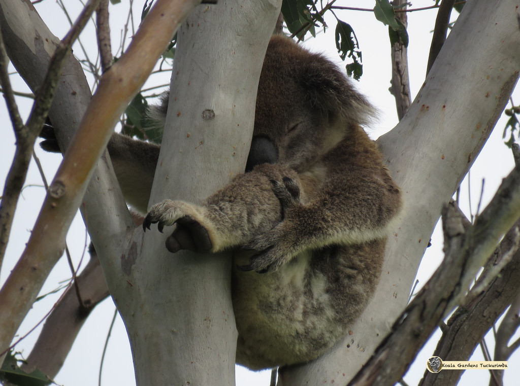 neatly folded by koalagardens