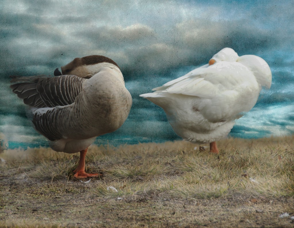 One-Legged Geese  by joysfocus
