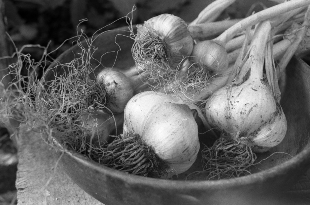 garlic by kali66