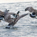 Geese Landing by rminer