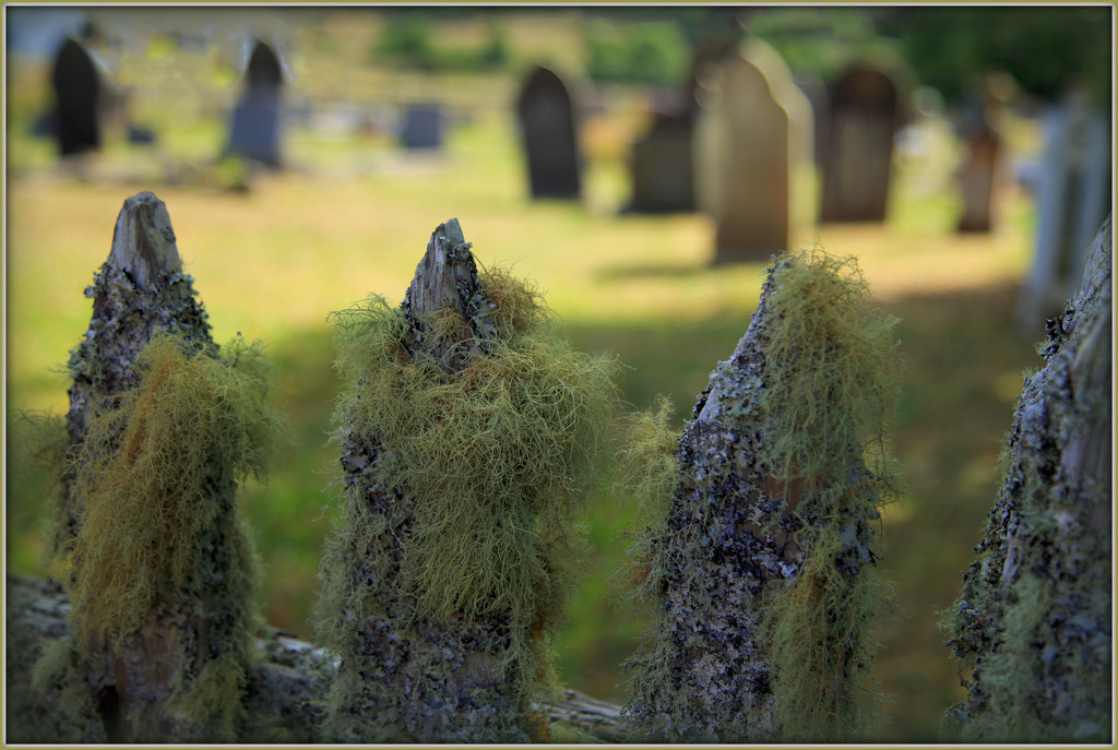 Waimate Church Graveyard by dide