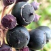 Ivy berries by julienne1