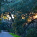 Lane of enchantment, Magnolia Gardens, Charleston, SC by congaree