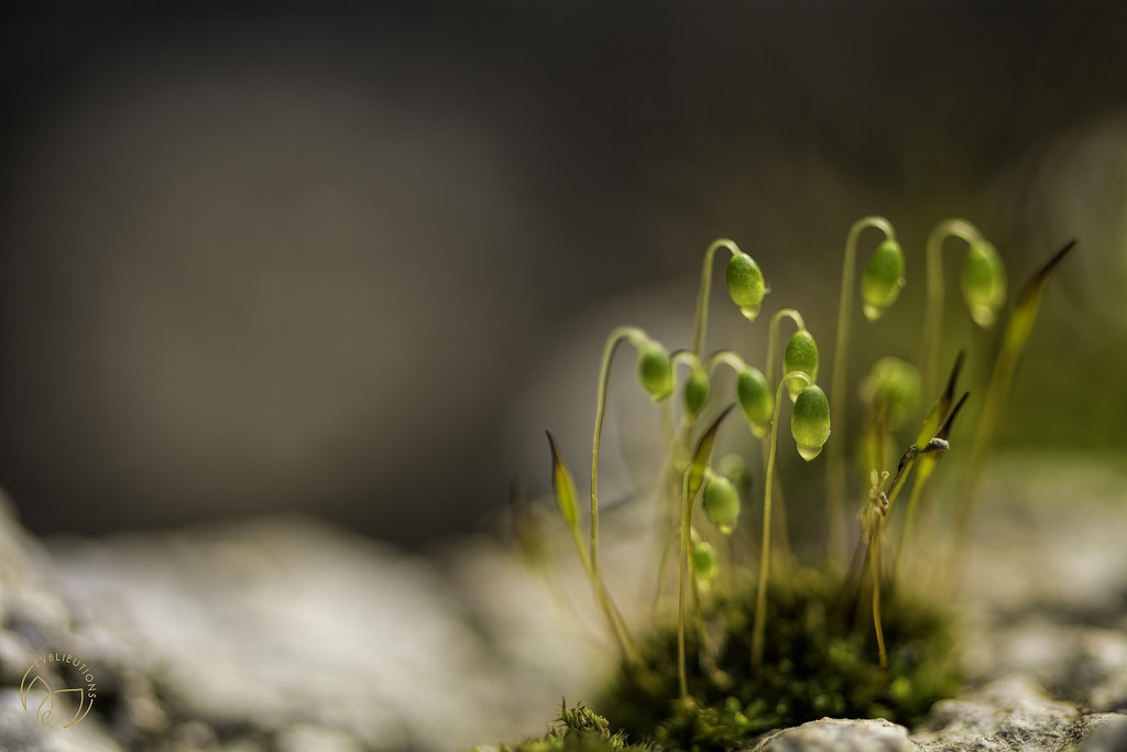 Moss Blossoms by evalieutionspics