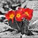 Selective colour experiment by rosiekind