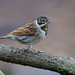 REED BUNTING MALE by markp