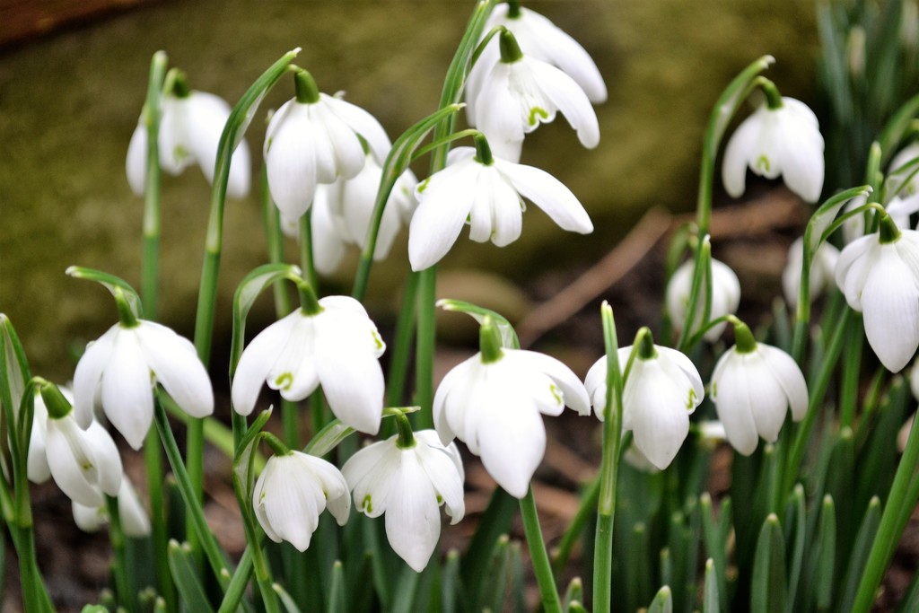 Snowdrops  I like to think       That, long ago,      There fell to earth                Some flakes of snow            Which loved this cold,              Grey world of ours           So much, they stayed                 As snowdrop flowers. by brennieb