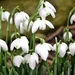 Snowdrops  I like to think       That, long ago,      There fell to earth                Some flakes of snow            Which loved this cold,              Grey world of ours           So much, they stayed                 As snowdrop flowers. by brennieb