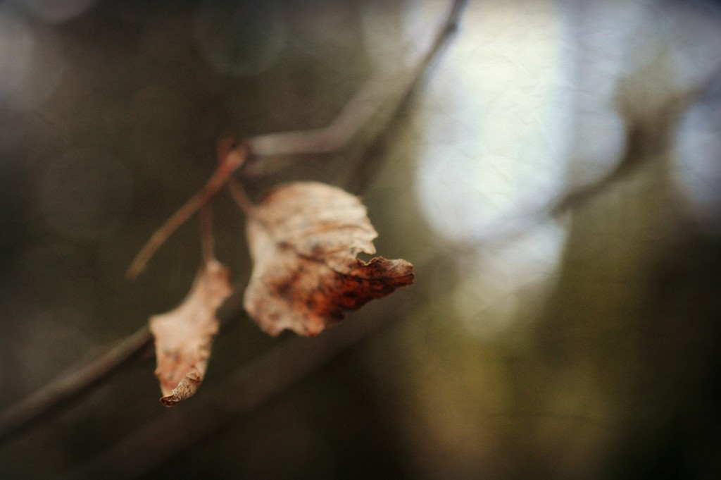 Autumny Winter by naomi