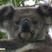unfolded by koalagardens