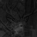 Deer. by tonygig