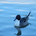 pintail. by pinkpaintpot