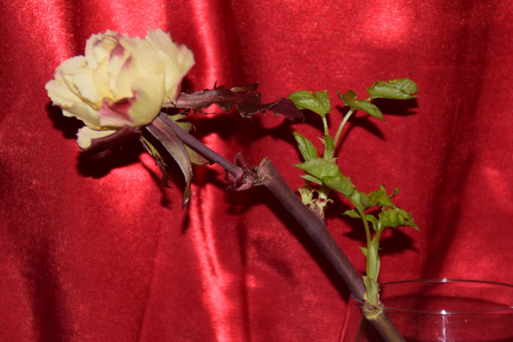 THIS ROSE HAS A STORY TO TELL by bruni