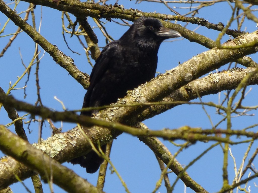  Carrion Crow  by susiemc